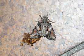 Attēlu rezultāti vaicājumam “Lacanobia contigua”