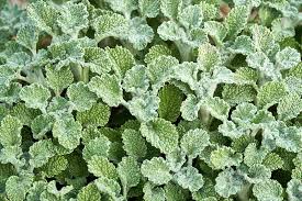 Image result for Marrubium vulgare