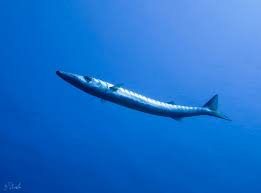 Image result for Sphyraena viridensis