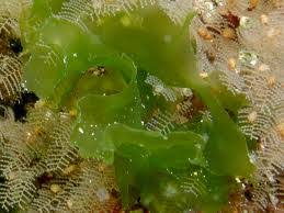 Attēlu rezultāti vaicājumam “Chlorophyta”