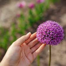 Image result for Zierlauch