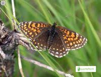 Attēlu rezultāti vaicājumam “Melitaea diamina upperside”