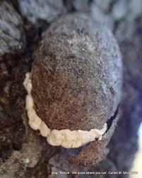 Attēlu rezultāti vaicājumam “Enteridium olivaceum”