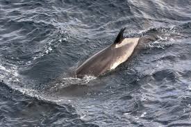 Image result for Hyperoodon ampullatus