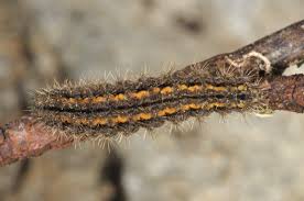 Attēlu rezultāti vaicājumam “Eilema griseola larva”