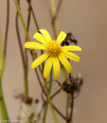 Attēlu rezultāti vaicājumam “Senecio vernalis leaf”