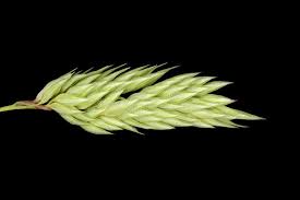 Attēlu rezultāti vaicājumam “Phalaroides arundinacea fruit”