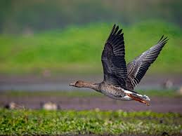 Attēlu rezultāti vaicājumam “Anser serrirostris adult”