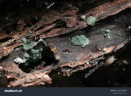 Attēlu rezultāti vaicājumam “Hypocrea pulvinata”