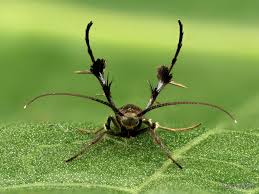 Attēlu rezultāti vaicājumam “Scythrididae”