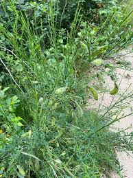 Attēlu rezultāti vaicājumam “Cytisus scoparius leaf”