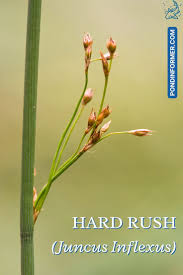 Attēlu rezultāti vaicājumam “Juncus inflexus bud”