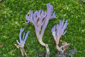 Attēlu rezultāti vaicājumam “Clavaria zollingeri”