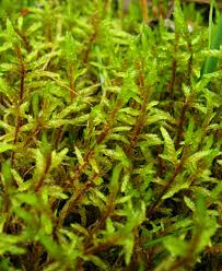 Attēlu rezultāti vaicājumam “Pleurozium schreberi”