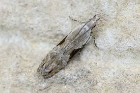 Attēlu rezultāti vaicājumam “Hypatima rhomboidella”