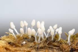 Attēlu rezultāti vaicājumam “Arcyria minuta macro”