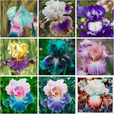 Image result for Iris