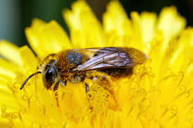 Attēlu rezultāti vaicājumam “Andrena haemorrhoa female”