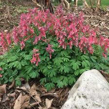 Attēlu rezultāti vaicājumam “Corydalis solida”