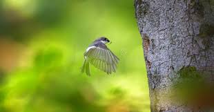 Attēlu rezultāti vaicājumam “Ficedula hypoleuca juvenile”