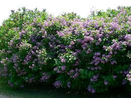 Attēlu rezultāti vaicājumam “Syringa vulgaris”