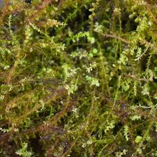 Attēlu rezultāti vaicājumam “Plagiomnium undulatum”