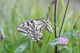Attēlu rezultāti vaicājumam “Papilio machaon underside”