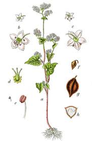 Attēlu rezultāti vaicājumam “Fagopyrum esculentum leaf”