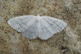 Attēlu rezultāti vaicājumam “Cabera pusaria”