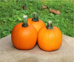 Attēlu rezultāti vaicājumam “Cucurbita pepo”