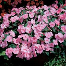 Image result for Impatiens walleriana