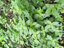 Attēlu rezultāti vaicājumam “Mentha arvensis bud”