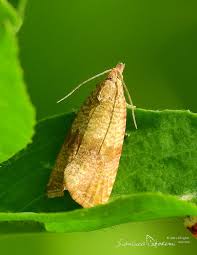 Attēlu rezultāti vaicājumam “Celypha striana”