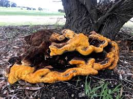 Attēlu rezultāti vaicājumam “Phaeolus schweinitzii”