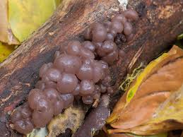 Attēlu rezultāti vaicājumam “Ascotremella faginea”