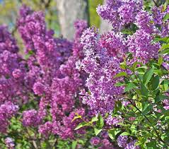 Attēlu rezultāti vaicājumam “Syringa vulgaris”