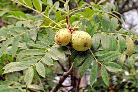 Attēlu rezultāti vaicājumam “Sorbus aucuparia fruit”