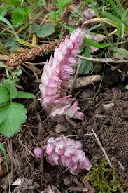 Attēlu rezultāti vaicājumam “Lathraea squamaria flower”