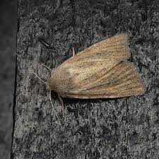 Attēlu rezultāti vaicājumam “Chortodes fluxa”