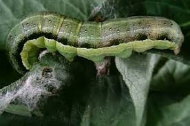 Attēlu rezultāti vaicājumam “Orthosia gracilis”