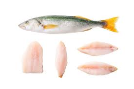 Image result for Centropomus undecimalis