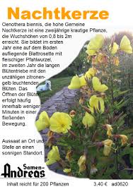 Image result for Nachtkerze