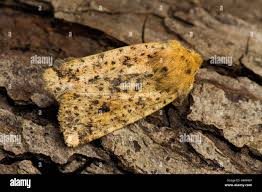 Attēlu rezultāti vaicājumam “Conistra rubiginea”