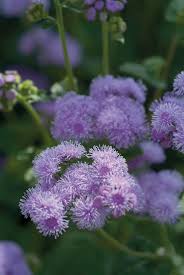 Image result for Ageratum houstonianum
