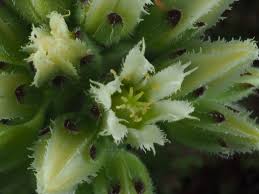 Attēlu rezultāti vaicājumam “Jovibarba globifera bud”