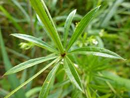 Attēlu rezultāti vaicājumam “Galium rivale”