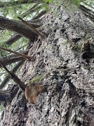 Attēlu rezultāti vaicājumam “Phellinus pini”