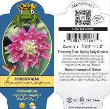 Image result for Aquilegia vulgaris `Nora Barlow`