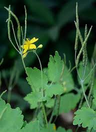 Image result for Chelidonium majus