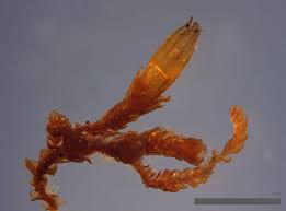 Attēlu rezultāti vaicājumam “Lophozia excisa”